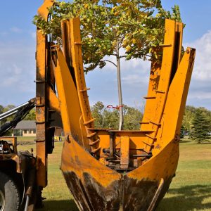 ხის გადარგვა ხის გადარგვა